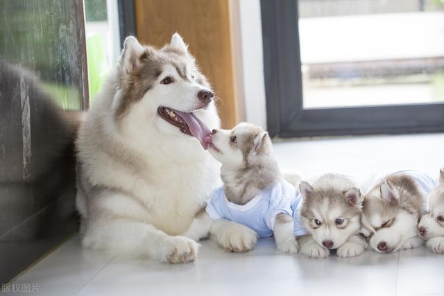 一只阿拉斯加幼犬多少钱一只？一只阿拉斯加幼犬多少钱一只啊！