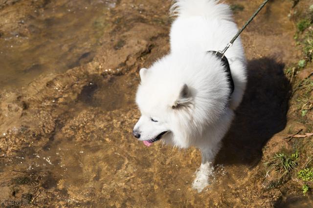 广州萨摩耶价格？小萨摩耶犬多少钱一只！