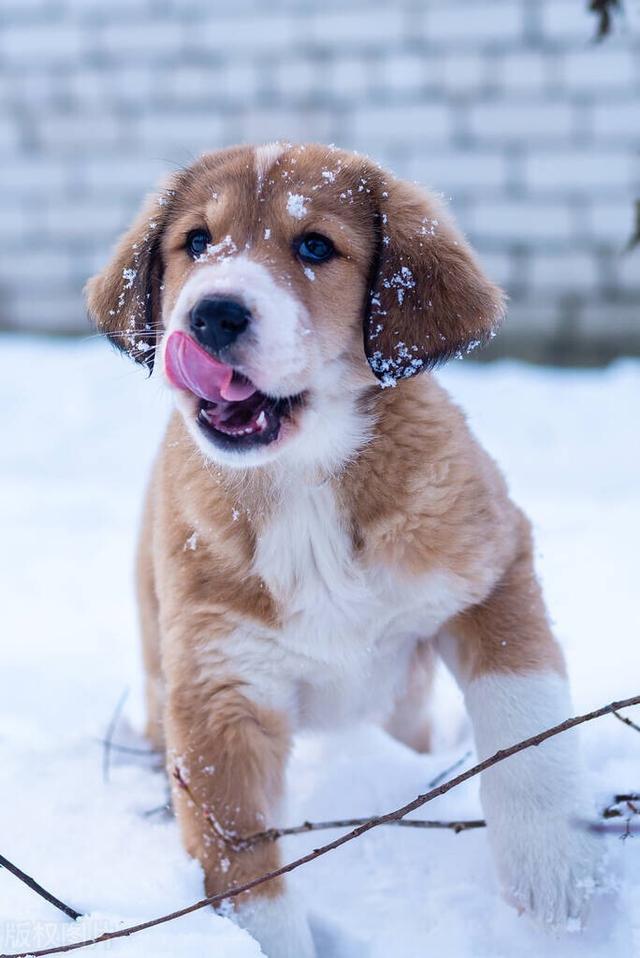 杜宾犬图片？杜宾犬图片_纯种！