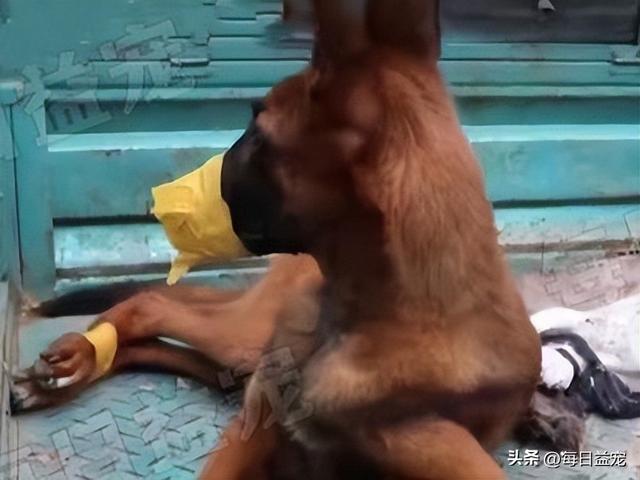 马犬图片大全_纯种？马犬图片大全_纯种多少钱！