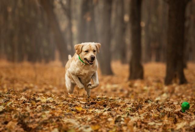 一个阿拉斯加幼犬多少钱一只？阿拉斯加小犬多少钱一只！