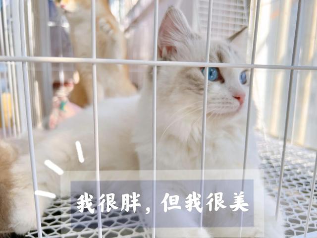 布偶猫价格一览表2022年8月？布偶猫价格一览表2020！