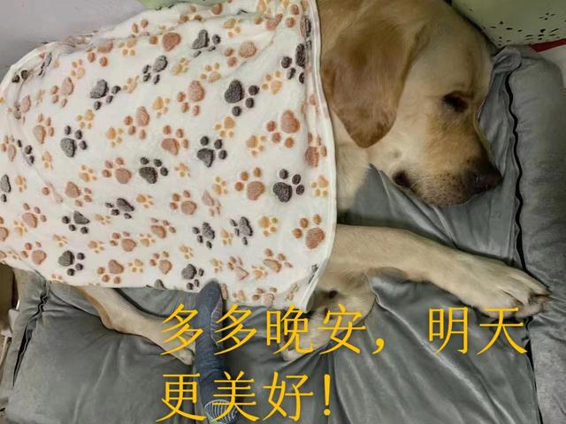 拉布拉多犬价格表大全？拉布拉多犬图片价格表！