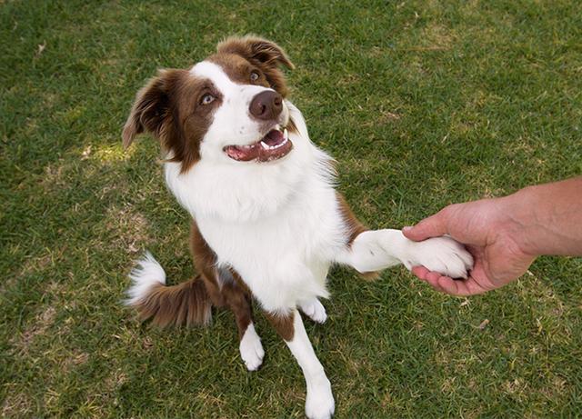 腊肠犬一般多少钱一只幼犬？腊肠犬一般多少钱一只幼犬图片！