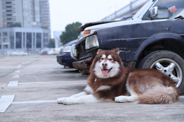 一只阿拉斯加幼犬多少钱一只？一只阿拉斯加幼犬多少钱一只啊！