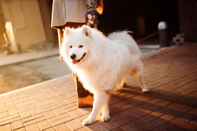 广州萨摩耶价格？小萨摩耶犬多少钱一只！