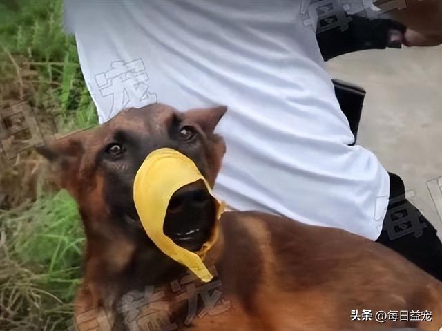 马犬图片大全_纯种？马犬图片大全_纯种多少钱！