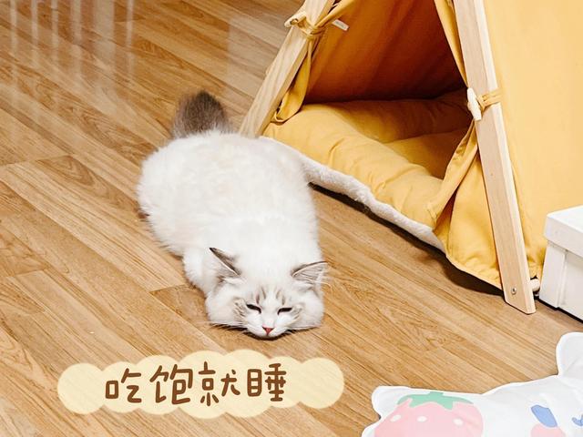 布偶猫价格一览表2022年8月？布偶猫价格一览表2020！