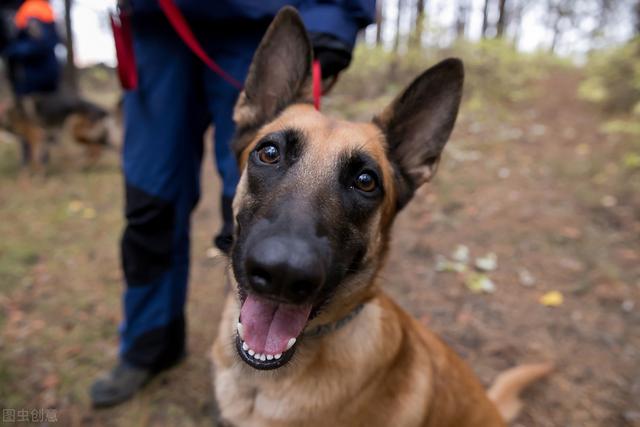 「养宠」听说你也想领养一只警犬？