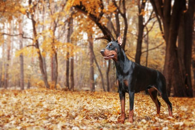 杜宾犬图片？杜宾犬图片_纯种！