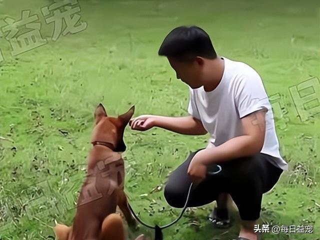 马犬图片大全_纯种？马犬图片大全_纯种多少钱！