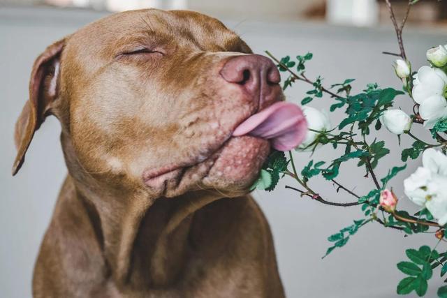 斗牛犬图片大全大图？斗牛犬图片大全大图_品种！