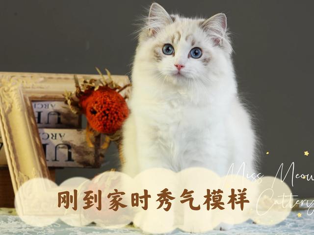 布偶猫价格一览表2022年8月？布偶猫价格一览表2020！