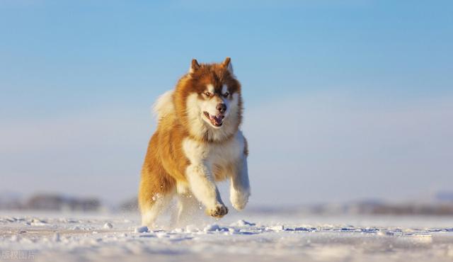 一只阿拉斯加幼犬多少钱一只？一只阿拉斯加幼犬多少钱一只啊！