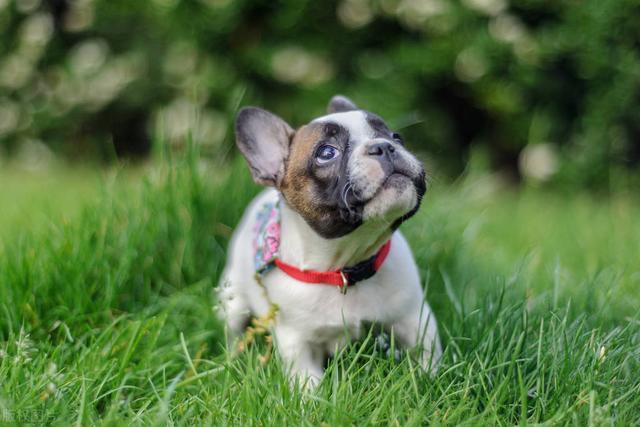 杜宾犬图片？杜宾犬图片_纯种！