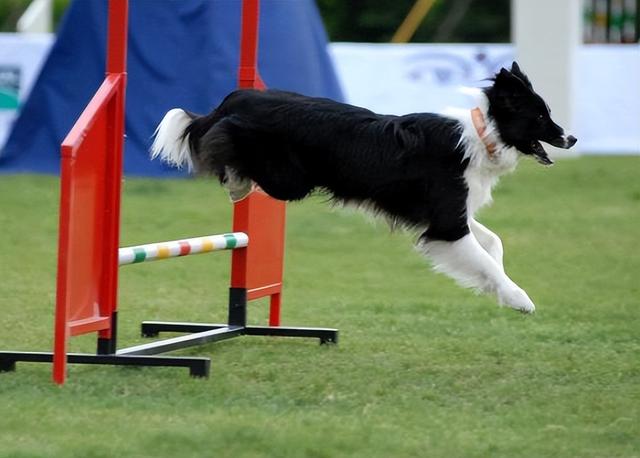 边境牧羊犬的图片大全高清？边境牧羊犬的图片大全可爱！