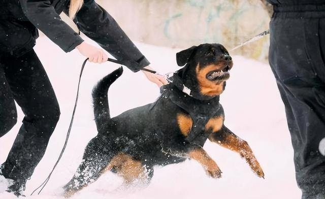 罗威纳犬图片价格？罗威纳犬图片价格_幼犬！