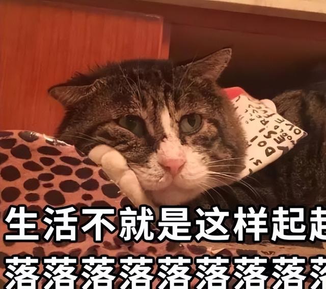 起司猫幼猫多少钱一只？起司猫猫多少钱一只！