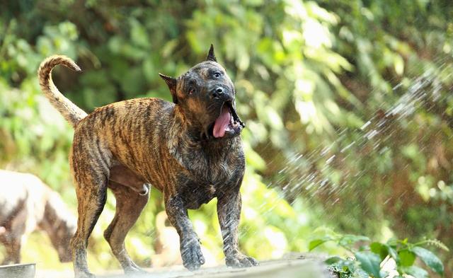 卡斯罗犬图片_巨型？卡斯罗犬图片巨型！