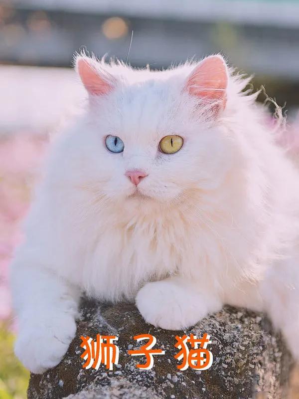 小猫品种大全及图片价格图？小猫品种大全及图片价格图解！