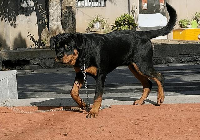 罗威纳犬图片价格_售价？罗威纳犬图片价格有几个品种！