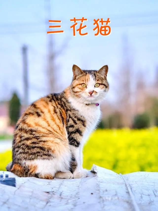 小猫品种大全及图片价格图？小猫品种大全及图片价格图解！