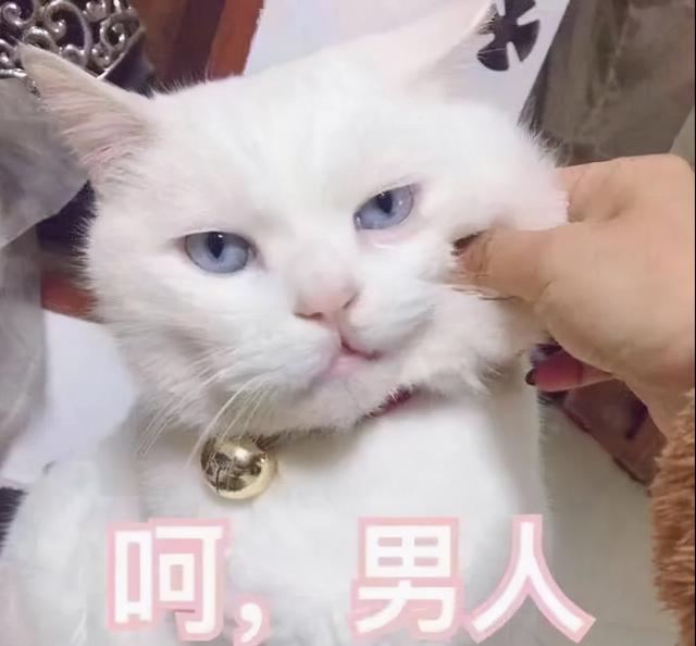 折耳英短蓝猫多少钱一只？赛级英短蓝猫多少钱一只！