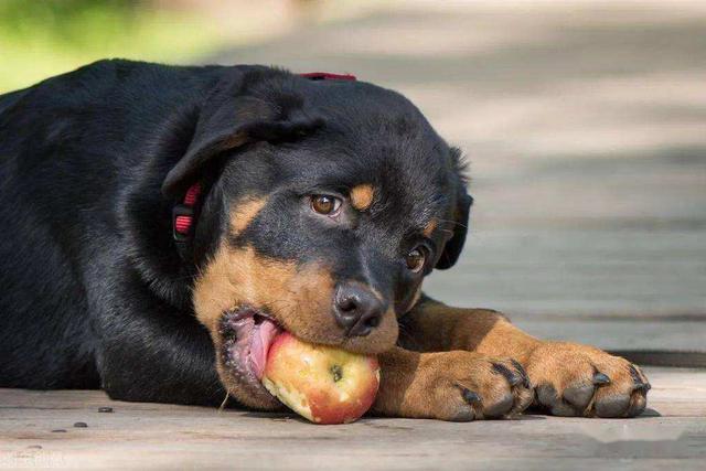 罗威纳犬图片？罗威纳犬图片价格_警犬！