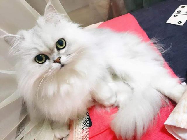 金吉拉猫价钱？金吉拉猫大概多少钱一只！