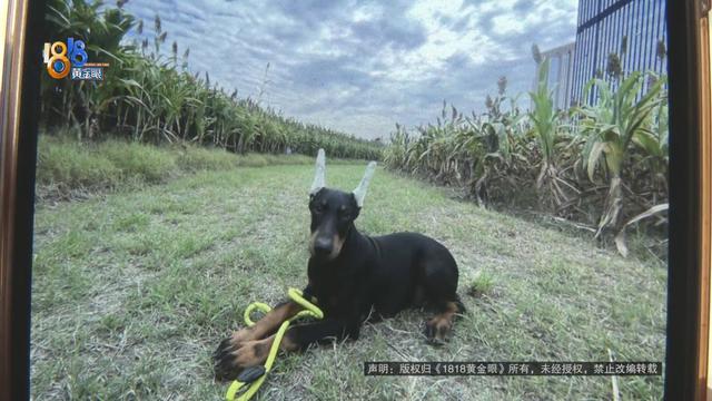 迷你杜宾犬和杜宾犬的区别？迷你杜宾犬和小鹿犬的区别！