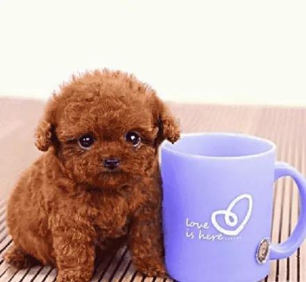 茶杯犬的价格是多少钱一只？茶杯犬的价格是多少钱一只白色！