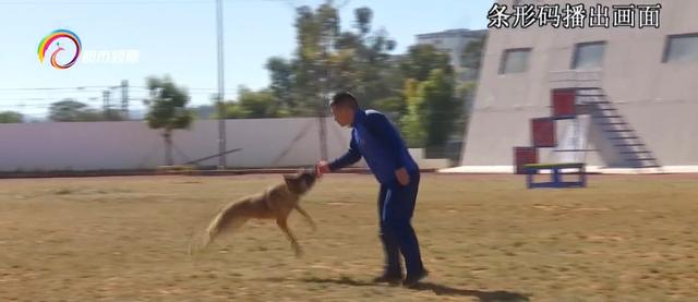 马里努阿犬是马犬吗？马里努阿幼犬！