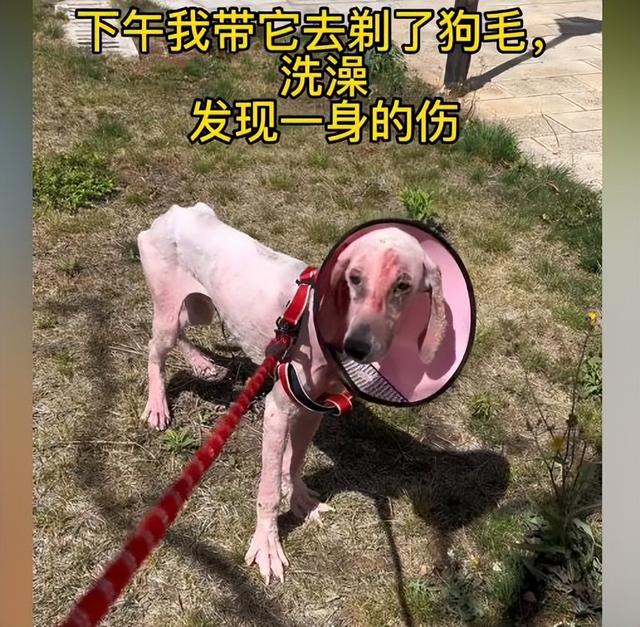 巨贵犬图片？巨贵犬图片欣赏！