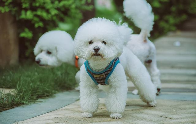 博美犬多少钱一只幼崽可以养？博美幼崽多少钱一个！