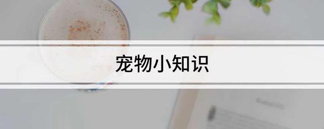 比熊犬价格大概多少钱一只？比熊犬价格大概多少钱一只图片！