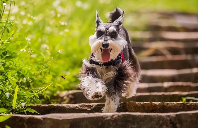 约克夏幼犬一般多少钱一只啊视频？约克夏幼犬一般价格是多少！