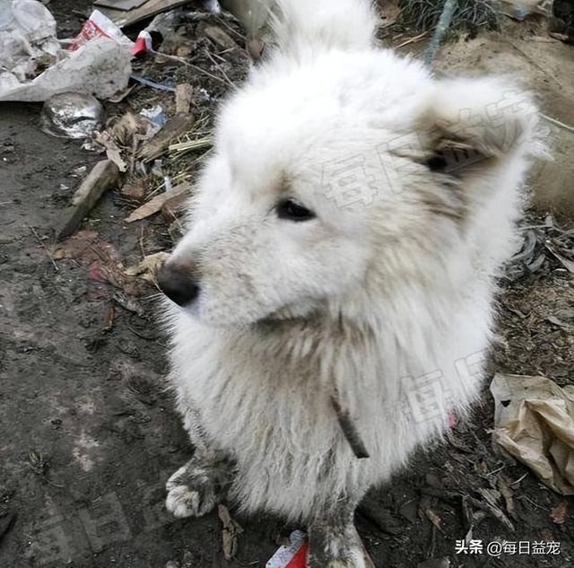 萨摩耶幼犬多少钱一只？纯种萨摩耶幼犬多少钱一只！