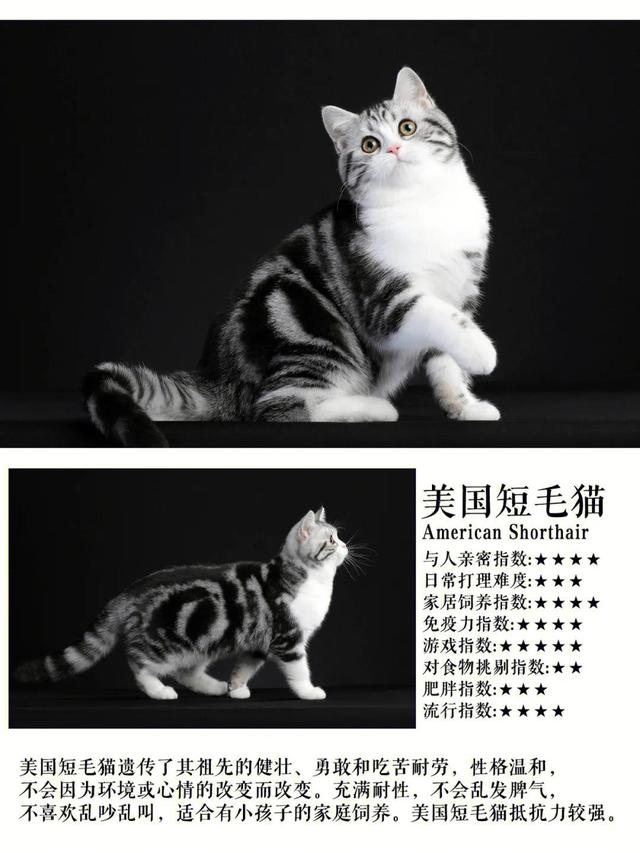 孟加拉豹猫最便宜的价位？十几万的孟加拉豹猫！