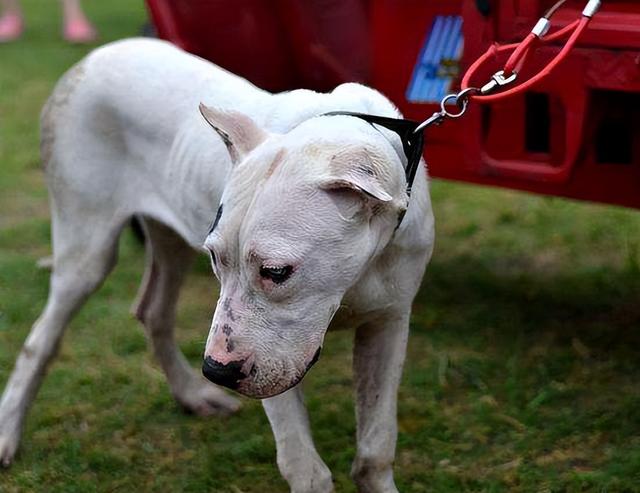 纯种高加索犬幼犬多少钱一只？纯种高加索犬幼犬多少钱一只啊！