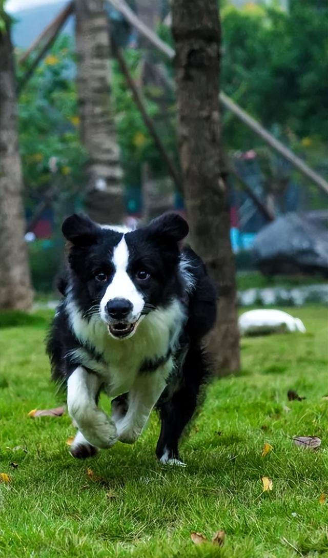 边境牧羊犬多少钱一只纯种图片？一只纯种边境牧羊犬大约多少钱！