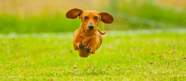 迷你长毛腊肠犬多少钱一只？迷你长毛腊肠犬多少钱一只图片