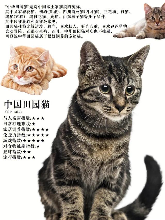 孟加拉豹猫最便宜的价位？十几万的孟加拉豹猫！