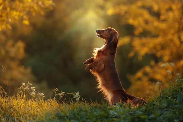 迷你长毛腊肠犬多少钱一只？迷你长毛腊肠犬多少钱一只图片