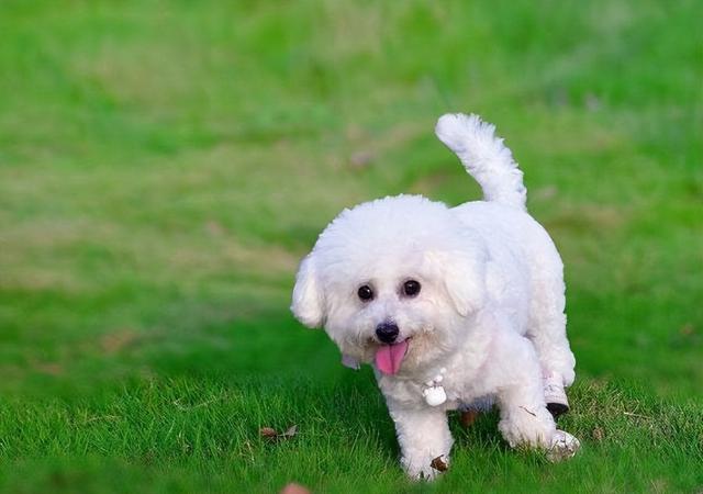 比熊犬价格大概多少钱一只？比熊犬价格大概多少钱一只图片！