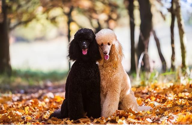 贵宾犬多少钱一只幼崽？贵宾犬多少钱一只幼崽价格！