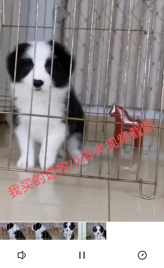 一只边牧幼犬大约多少钱？一只边牧幼犬多少钱！