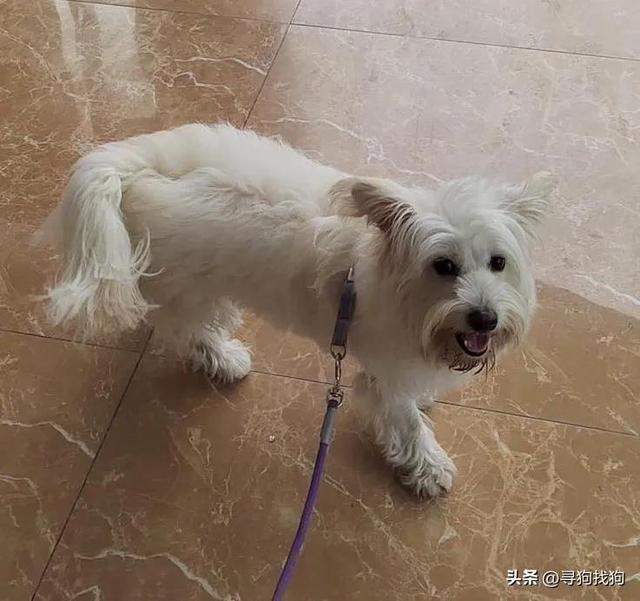 西高地白梗犬价钱？西高地梗犬价格！