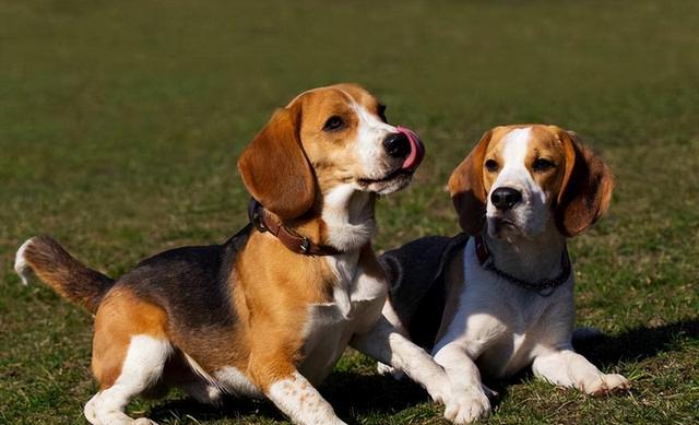 巴哥犬价格_巴哥犬多少钱一只？巴哥犬多少钱一条！