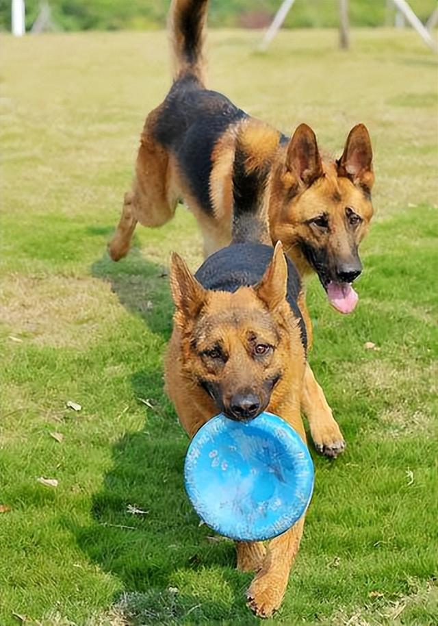 纯种德牧幼犬多少钱一只？纯种德牧幼犬多少钱一只回收！