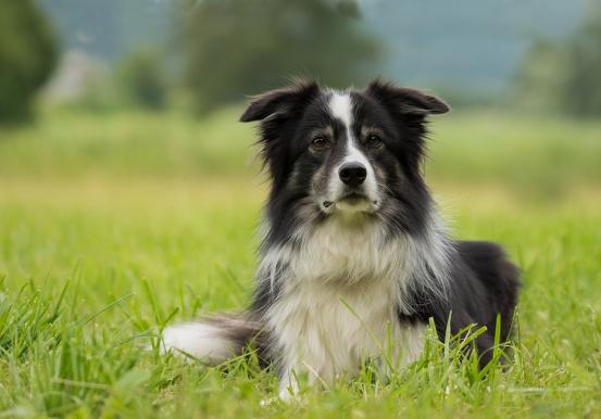 边境牧羊犬的图片大全？边境牧羊犬的图片大全大图！